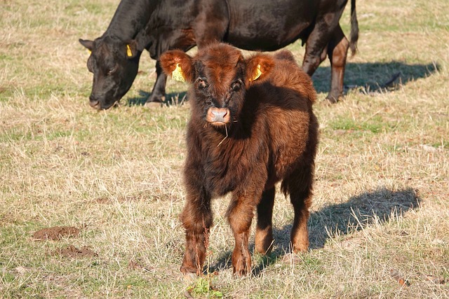 calf